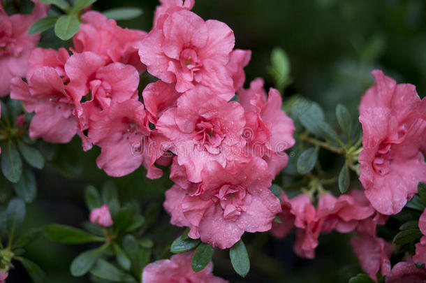 杜鹃花的枝条上有美丽的娇嫩的粉红色花朵