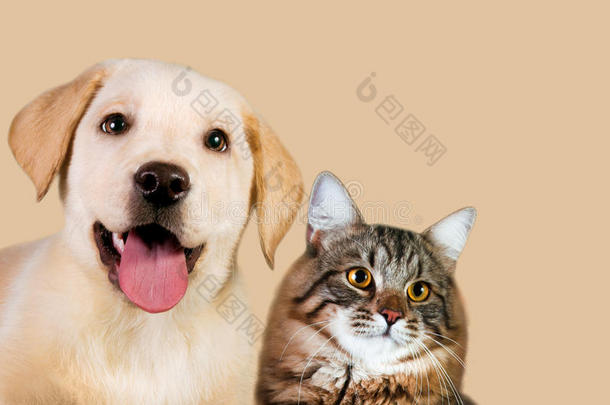 猫和狗，西伯利亚小猫，金色猎犬看着右边