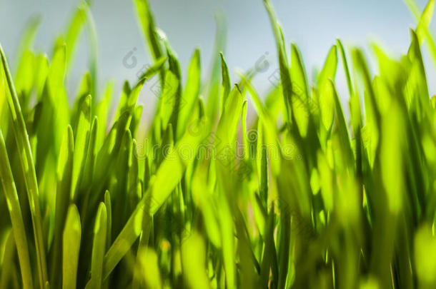 新鲜的绿色春天的草叶