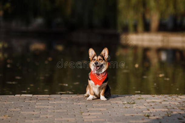 湖上的科吉狗