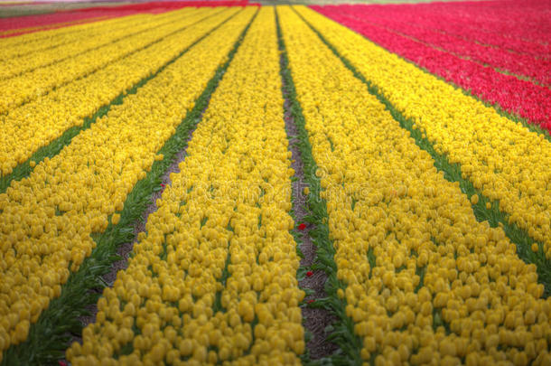 农业的农业<strong>四月</strong>美丽的开花
