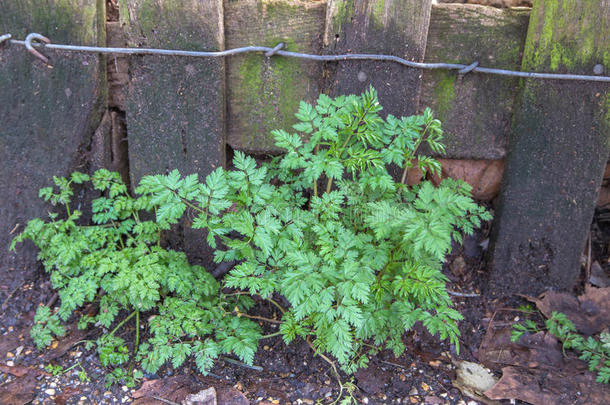 背景植物<strong>学分</strong>支栅栏领域