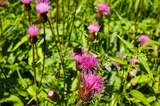 大黄蜂在花蓟卡杜斯在草地特写
