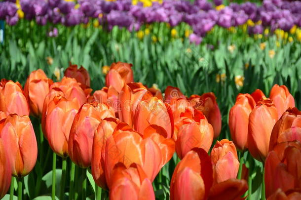 荷兰荷兰库肯霍夫公园美丽的春天郁金香花