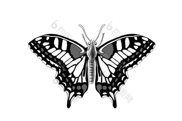 动物美丽的蝴蝶昆虫单色