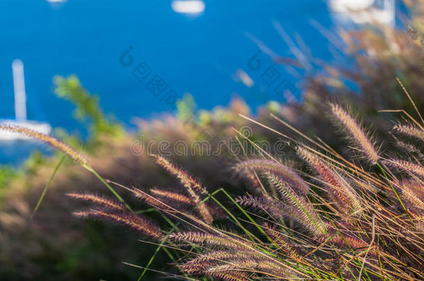 草花在风筒中流动