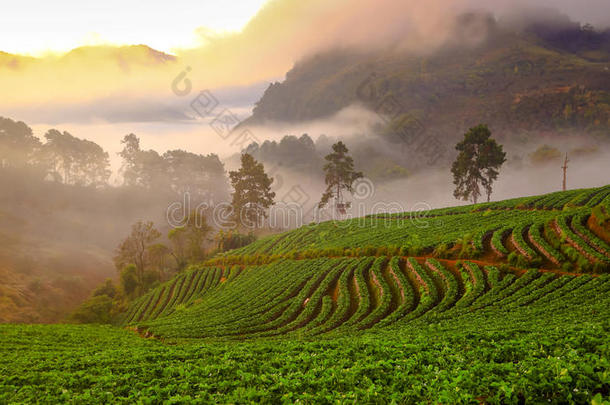 农业安康亚洲亚洲的背景
