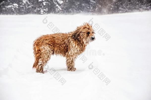 暴风雪中的布里亚德狗。