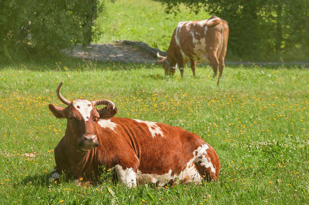 夏天，农场草地上有两只棕色奶牛的绿色生活空间