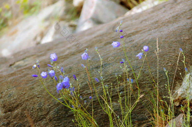 <strong>蓝</strong>色的花在沥青中生长。