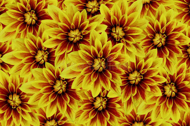 花大丽花黄红色。 花的背景。 花拼贴。 花的组成。