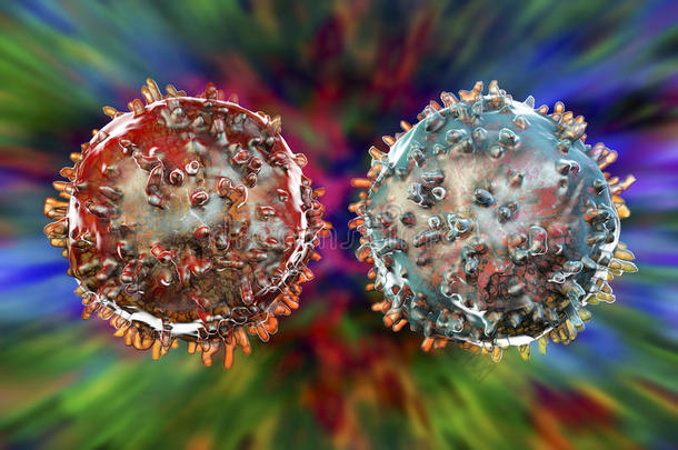 b淋巴细胞和t淋巴细胞。 免疫细胞