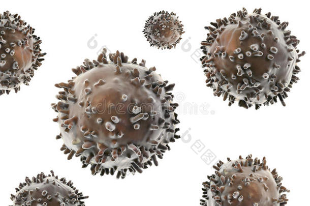 b淋巴细胞和t淋巴细胞。 免疫细胞