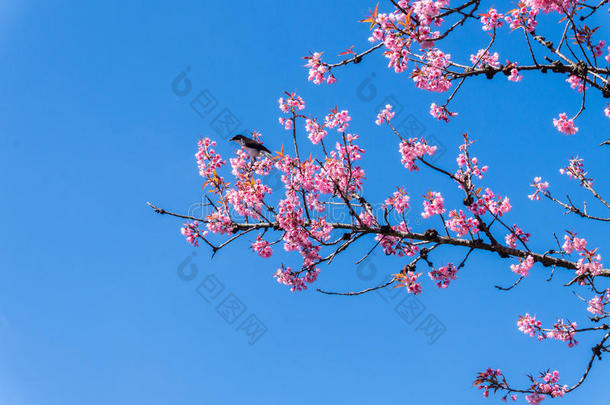 樱花枝上的鸟和晴朗的天空