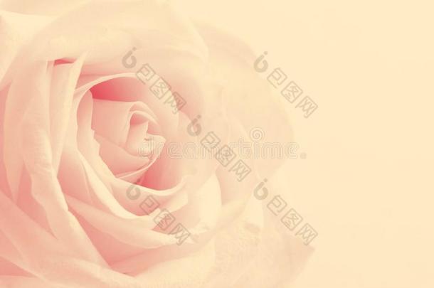 美丽的色调粉红色玫瑰关闭作为情人节背景。