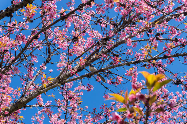 樱花枝上的鸟和晴朗的天空