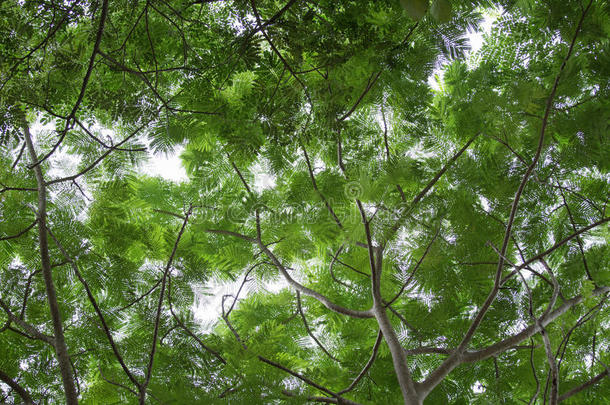 热带森林树木绿叶的底部景观群