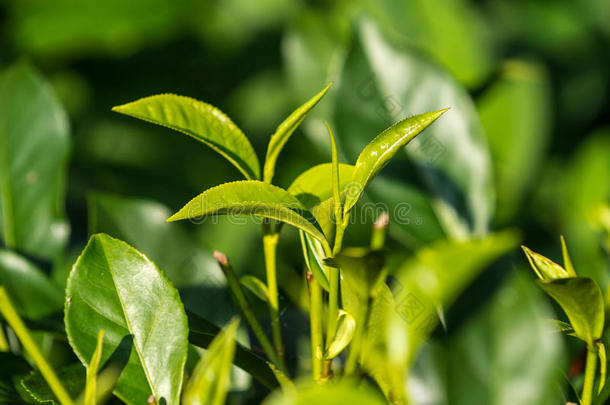 在种植园的茶树上特写<strong>新鲜茶叶</strong>