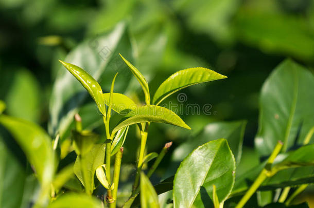 在种植园的茶树上特写<strong>新鲜茶叶</strong>