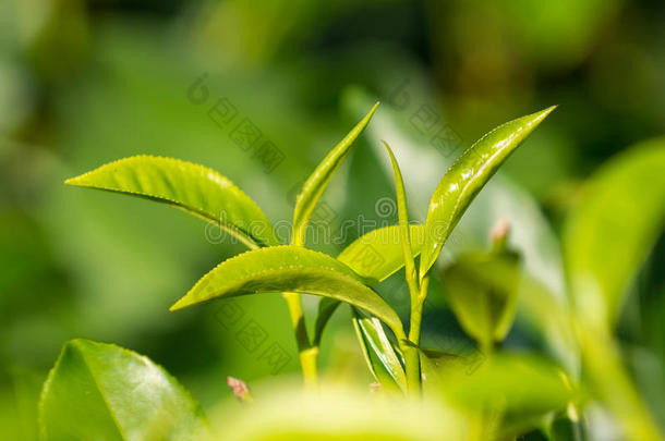 在种植园的茶树上特写新鲜茶叶