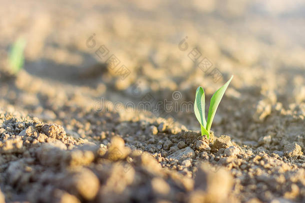 生长年轻的绿色玉米幼苗。 绿色谷物发芽。