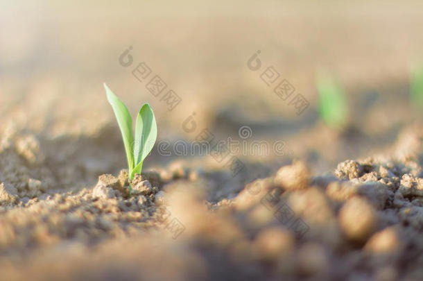 绿色谷物发芽。 生长年轻的绿色玉米幼苗。