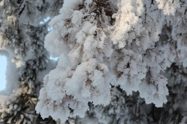 树皮bwinter公司霜风景景观龟