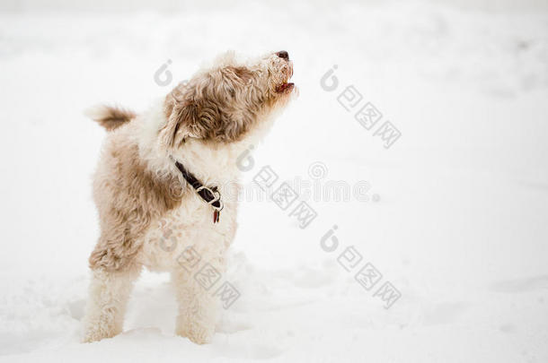 胡子牧羊犬<strong>嚎叫</strong>