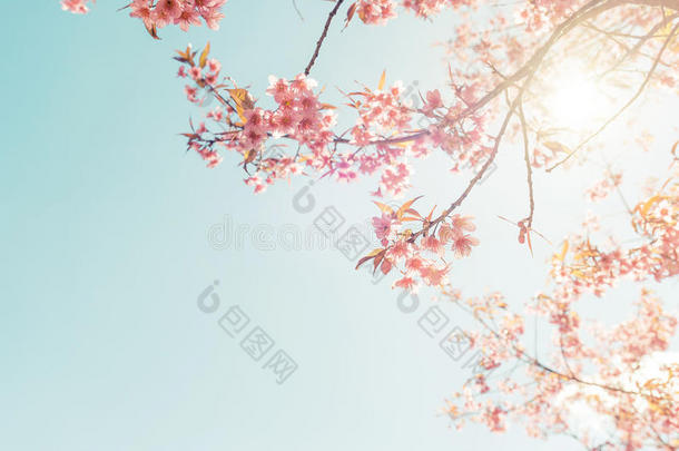 春天美丽的樱桃<strong>粉红花</strong>。