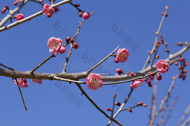 早春<strong>梅花开</strong>