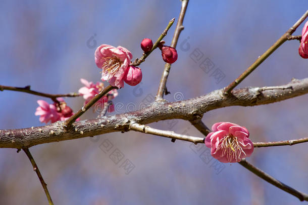 早春<strong>梅花开</strong>