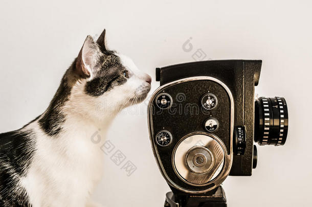 带老式相机的猫导演。