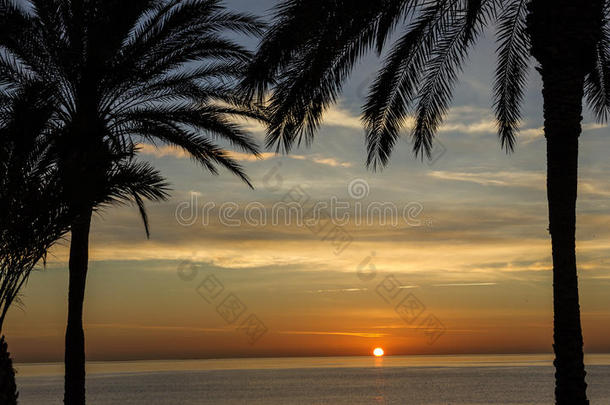 海滩棕榈树，日落景色。 夏天的自然场景。