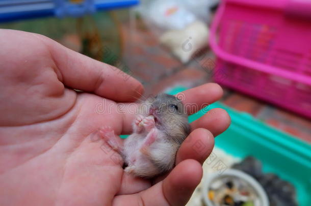 婴儿冬季白仓鼠