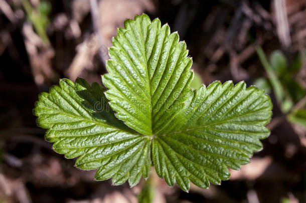 植物学明亮的叶绿素清洁的特写镜头