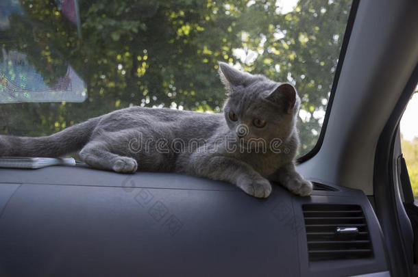 英国短毛猫躺在汽车里