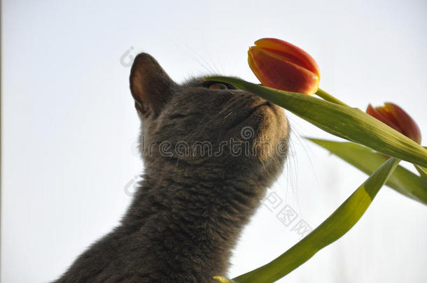 英国短毛猫闻着红色郁金香。 剪影