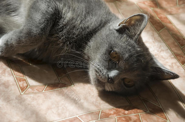 英国短毛猫躺在地板上