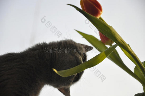 英国短毛猫闻着红色郁金香。 剪影