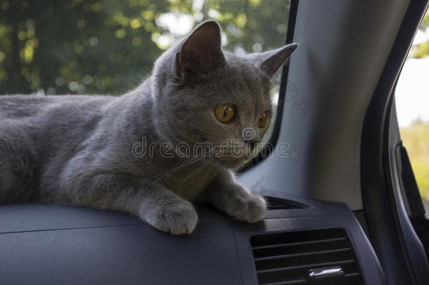 英国短毛猫躺在汽车里