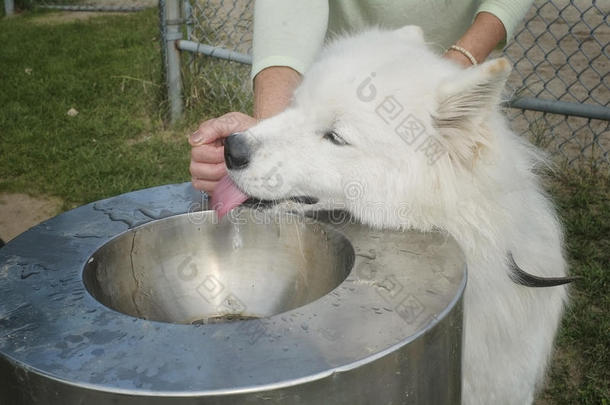 萨摩耶狗