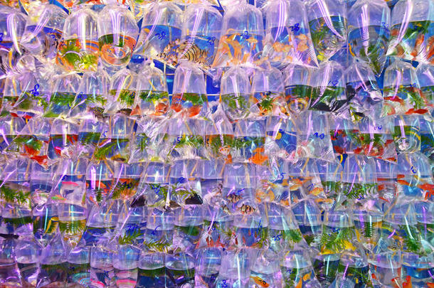 出售鱼：各种过度拥挤的淡水水族馆鱼出售透明塑料袋