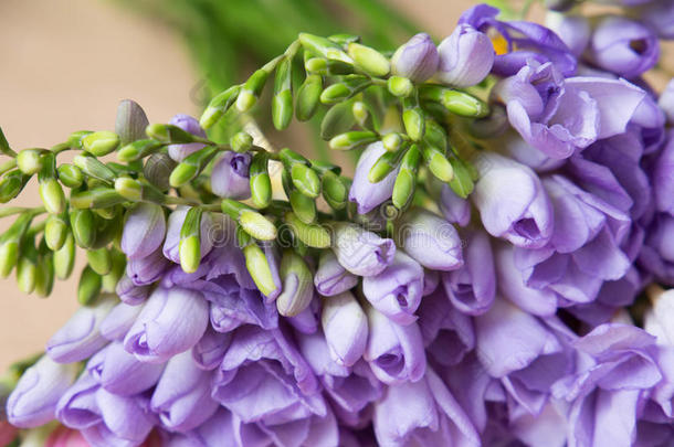 背沟<strong>美女</strong>植物区系<strong>花艺</strong>花