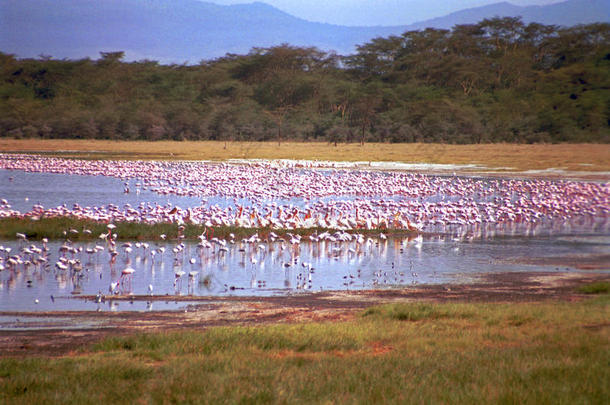火烈鸟，纳库鲁湖国家公园，肯尼亚