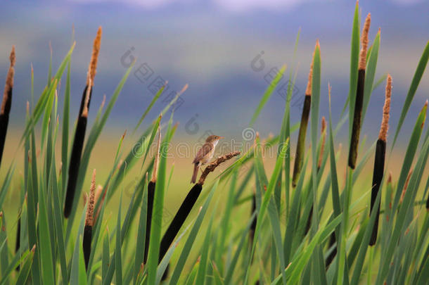 欧亚芦苇莺栖息在湿地芦苇上。 脑积水