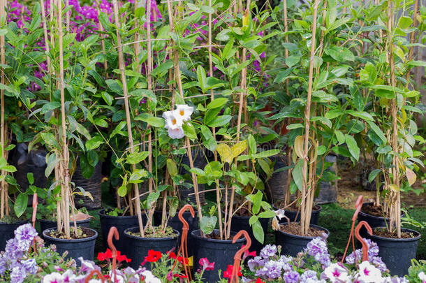 温室盆栽中不同种类的花和草药