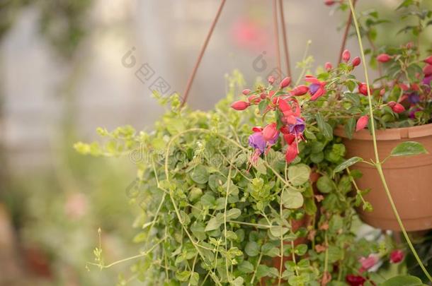 商业花盆挂在温室里，花在温室里种植。