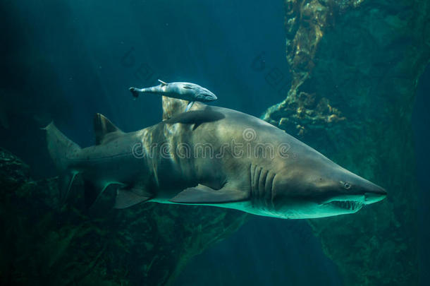 动物水族馆大西洋噬人鲨棘科