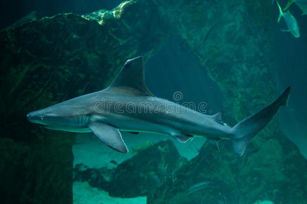 动物水族馆大西洋棕色的木贼科