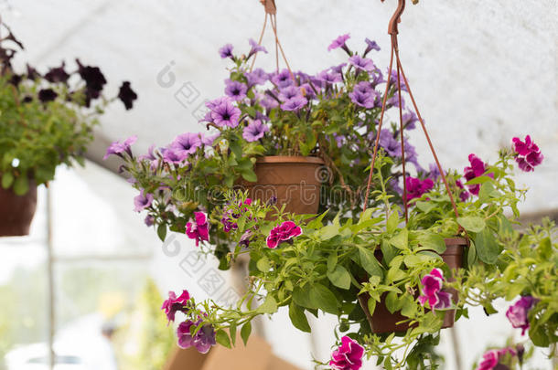 商业花盆挂在温室里，花在温室里种植。